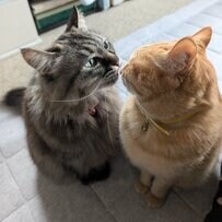 親猫とじっと見つめ合う…『親子の絆』を感じる猫ちゃんの姿にほっこり