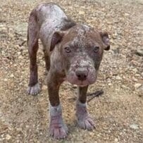 毛がほとんど抜け落ちた「オスの子犬」を救助→見違えるように回復した元気な姿に感動
