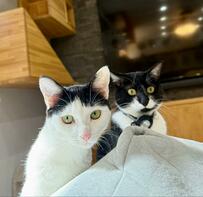 「目がまんまる！」物音で驚いた猫ちゃんの表情に思わず爆笑…黒白妹猫が一緒にビックリ