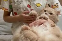 【大好きなはずなのに…】ブラッシング中の「猫ちゃんの様子」がおかしい　抵抗するワケに思わずほっこり