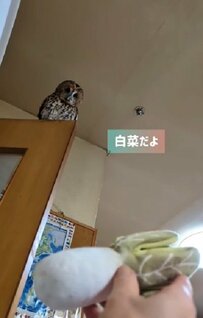 【ハリウッドスターのようなフクロウ】華麗にオモチャを狩る姿がカッコいい！