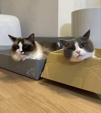 かっこいい猫ちゃんたちが「黄色い声」を浴びた結果…想定外の反応に笑ってしまう！