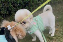 散歩中に出会った犬に「挨拶のクンクン」をする飼い犬　あまりにも「ガチすぎる表情」に笑ってしまう