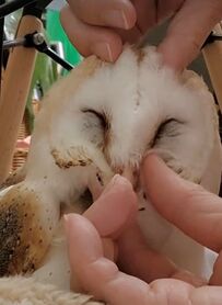 【いちゃいちゃフクロウ】飼い主さんとの癒しタイムにほっこり！フクロウの気持ちよさそうな表情に600いいね