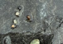 新潟県の海岸で発見した「謎の石」を思わず二度見！まさかの正体に「これはすごい」「めっちゃキレイ」