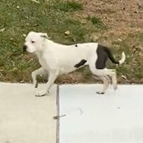 動物保護団体が救助した「白い迷子犬」が…20分後に「別の犬」を救うことになる展開に反響