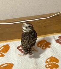 【軽やかなフクロウ】獲物のゴムをくわえて走り去り…お気に入りの隠し場所へ！