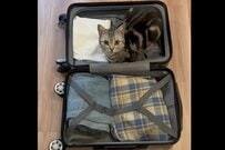 スーツケースで荷物に紛れる猫さんが…直後の表情にXユーザー悶絶