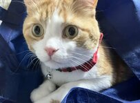 小さな袋に入り、くつろぐ猫　「まさかの表情」に思わず笑ってしまう