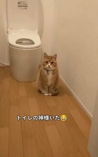 「トイレの神様がいた」かわいいニャン神の降臨に悶絶する人続出！「尊い」「うちにも現れないかな」　