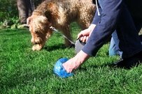 犬のフン害に怒りのチェック!? 「イエローチョーク作戦」の効果は？