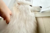 サモエド犬「起きて～！」なかなか起きない飼い主さんの隣で…