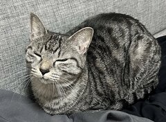 「部屋着を脱ぎ散らかして帰宅したら…」笑っちゃう猫の姿に反響続々