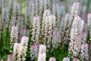 植えっぱなしで【ホワイトガーデン】毎年春に「白い花が咲く」多年草6 植えっぱなしで【ホワイトガーデン】毎年春に「白い花が咲く」多年草6