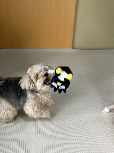 大好きなおもちゃ遊びをするぽたちゃんですが…