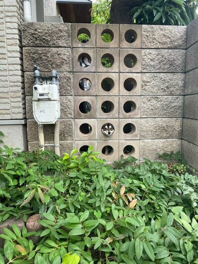 「ジャストサイズでシュール」の声