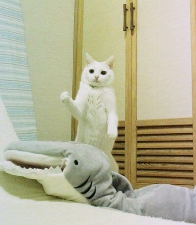 心なしかドヤッとした表情に見えます