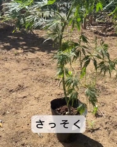 投稿の画像