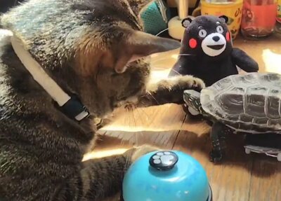 「浮気」をした軍曹くんを小突く(?)小雪ちゃん