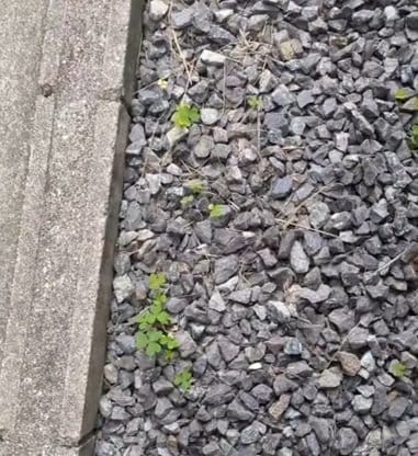 投稿の画像
