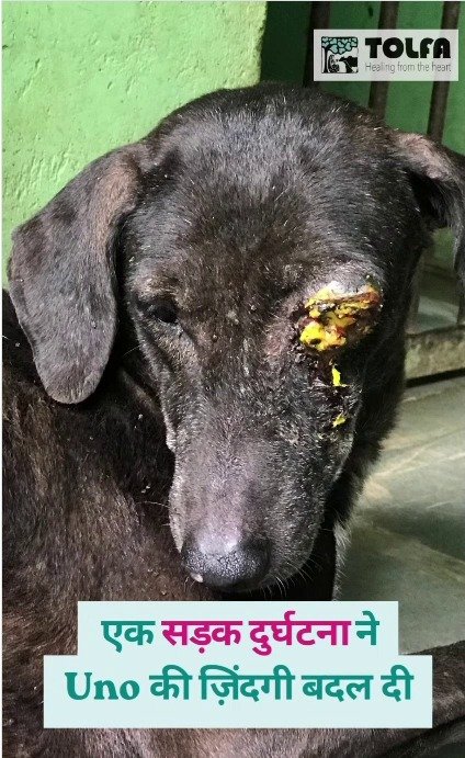 「片目を失っても、喜びは何も変わらない」交通事故から生還した保護犬に反響