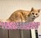 【どうして…】猫が自ら高い場所に上った結果→“予想外の結末”が話題
