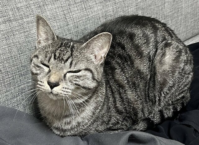 「部屋着を脱ぎ散らかして帰宅したら…」笑っちゃう猫の姿に反響続々