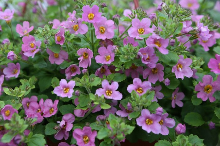 ピンク、白、紫の花色が愛らしいバコパ