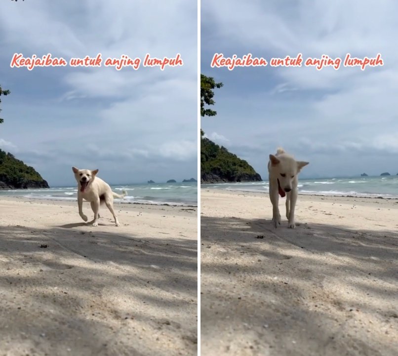 出所：<u><a href="https://www.tiktok.com/@jambidoglover/video/7654465976326475016" target="_blank">@jambidoglover</a></u>