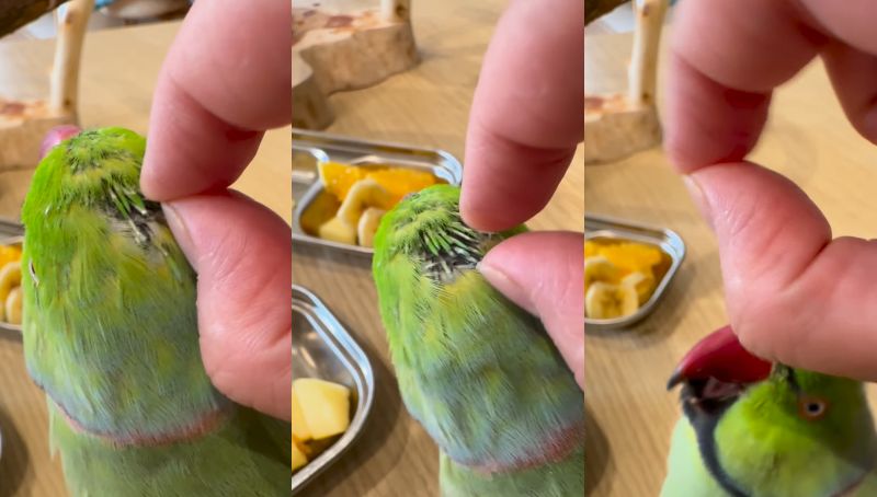 出所：@zundamame_cockatiel