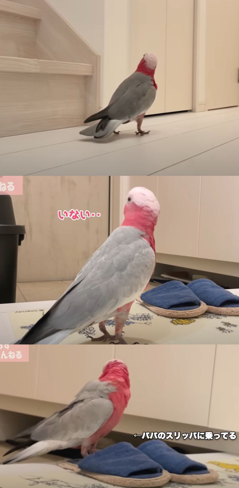 出所：@anz_omomiri