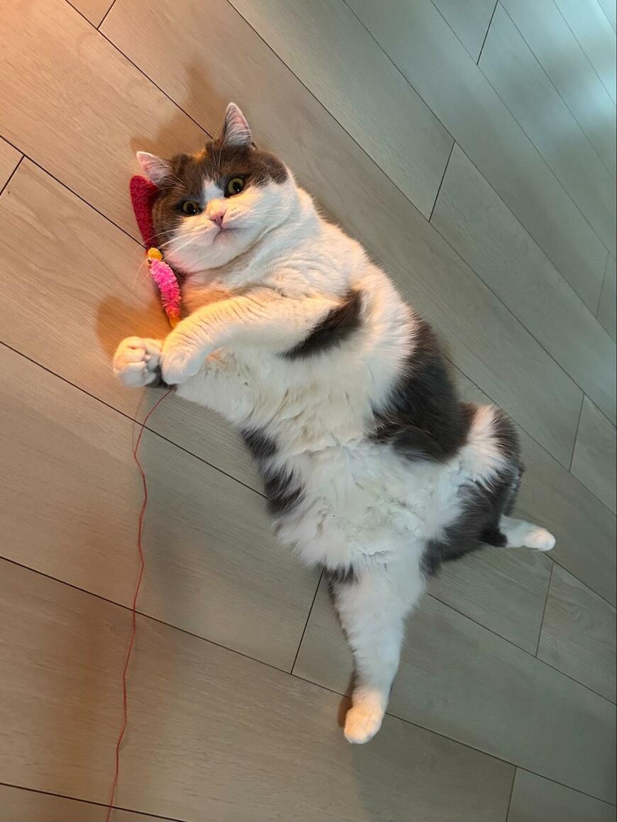 「なんつう、ええ背中や…」普段はぷくぷく可愛いモチ猫ちゃん　窓辺で見せた美猫すぎる後ろ姿に感動！