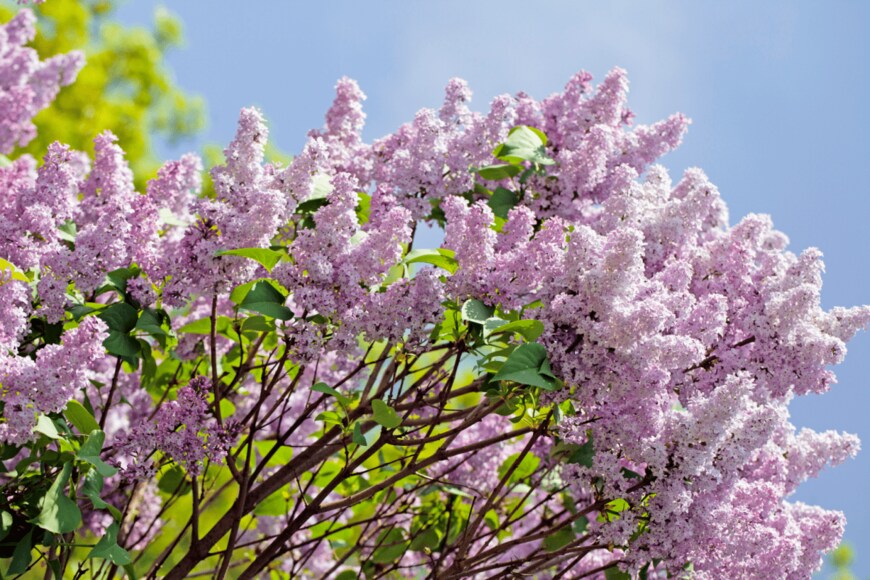 Repelsteeltje/shutterstock.com