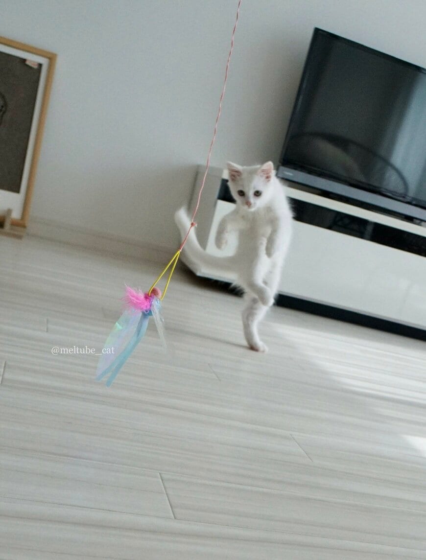 出所：@meltube_cat