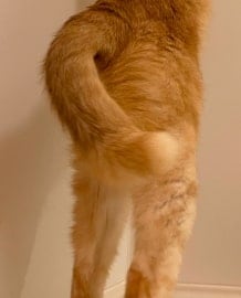 出所：@Teagle_Noir