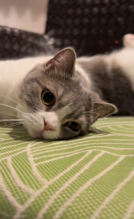 出所：＠mocchinokimochi