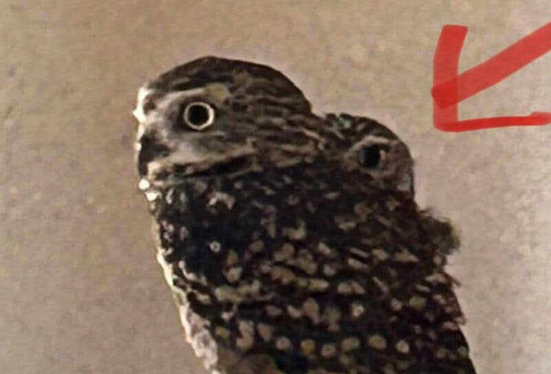 出所：@chimaki_anahori