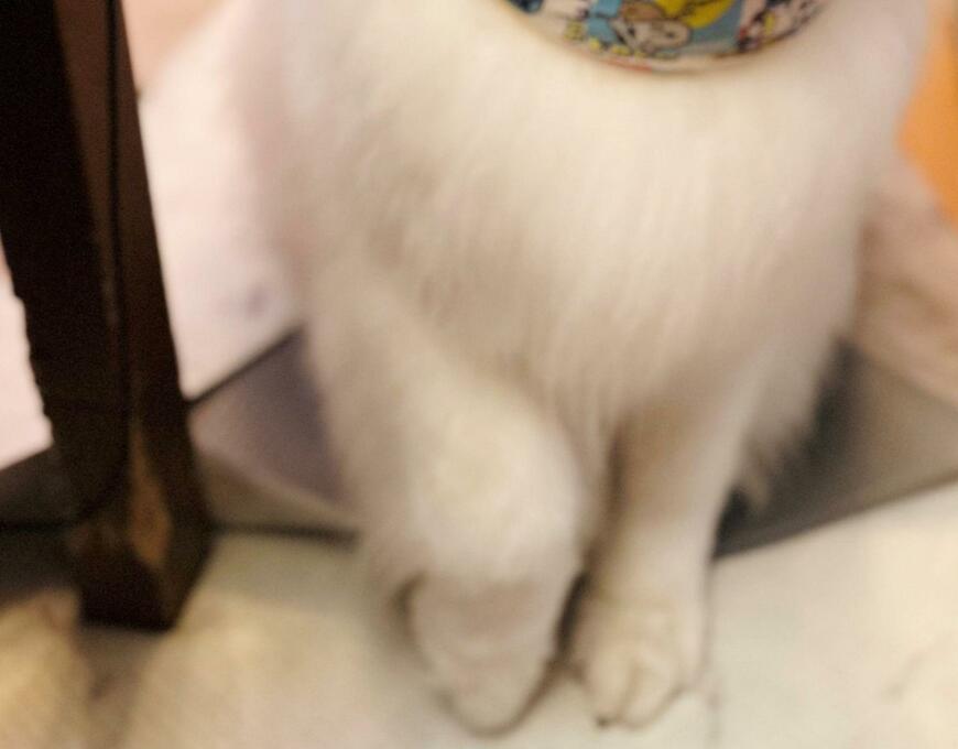 出所：@samoedsoran