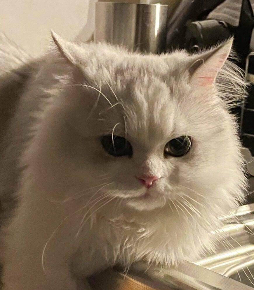 出所：@NEKOLAND13