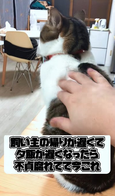 出所:@nikoandkotatorowasabi