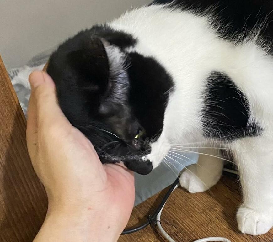 出所：@00shitemita