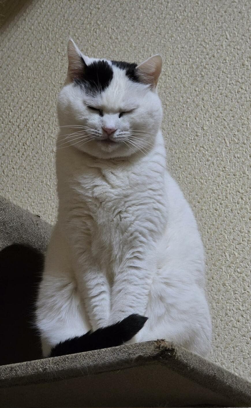 出所：@sironezumi77