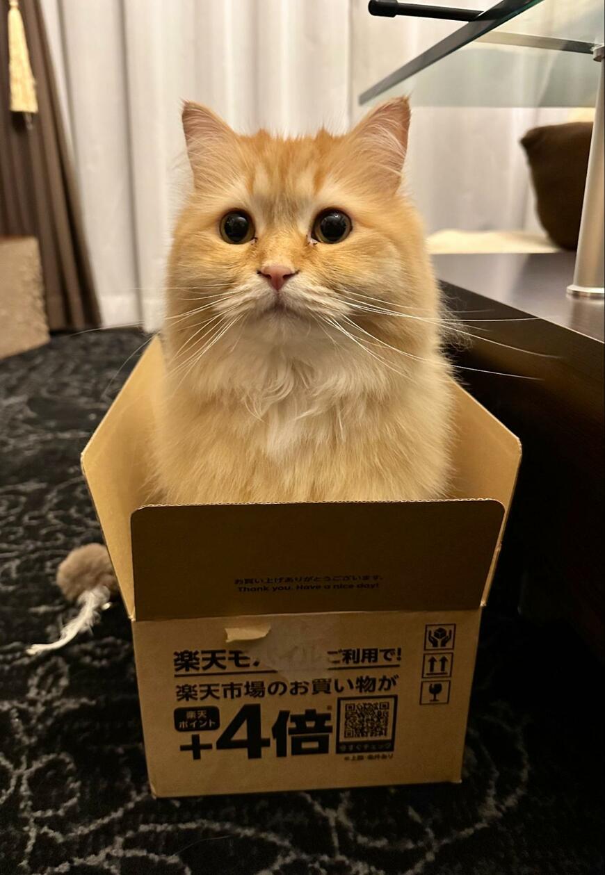 出所：@NEKOLAND13