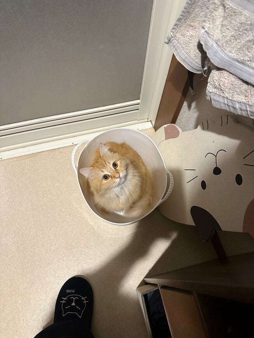 出所：@NEKOLAND13