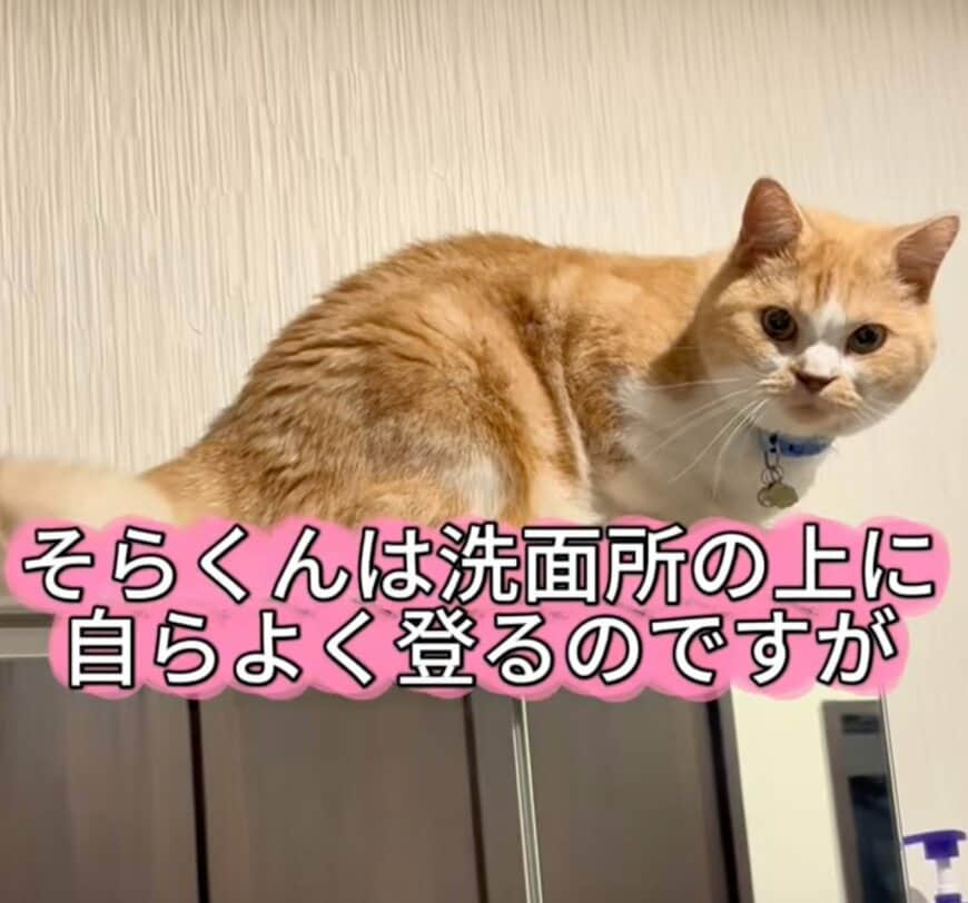 【どうして…】猫が自ら高い場所に上った結果→“予想外の結末”が話題