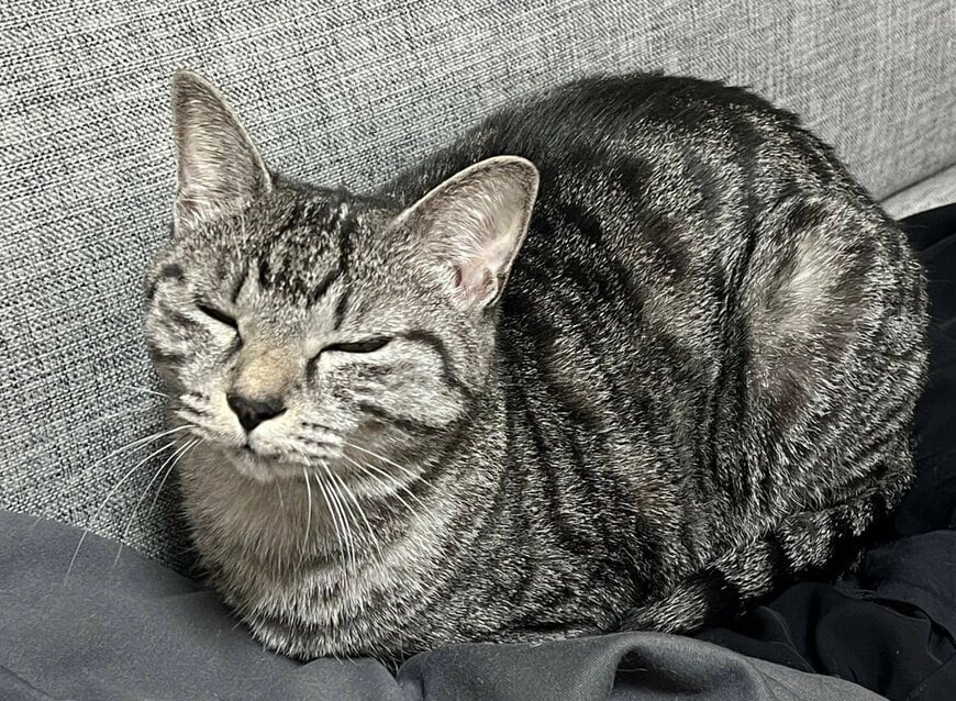 「部屋着を脱ぎ散らかして帰宅したら…」笑っちゃう猫の姿に反響続々