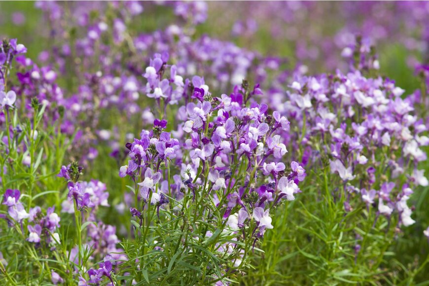 zzz555zzz/Shutterstock.com