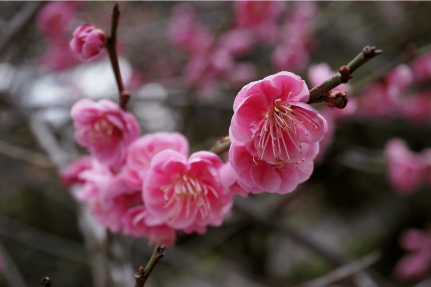 【ガーデニング】芳香ただよう冬の花々。花と香りを楽しむ「低木＆高木」オススメ7選