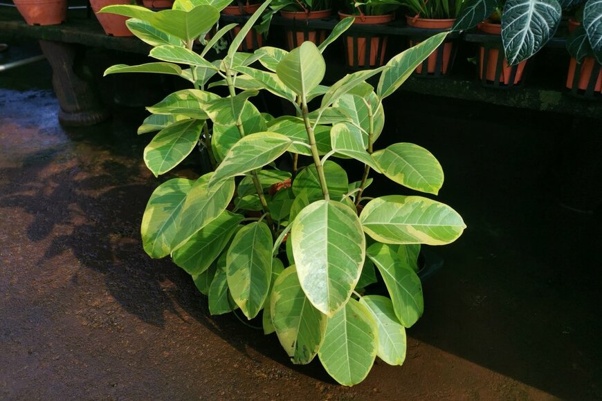 Young Swee Ming/Shutterstock.com