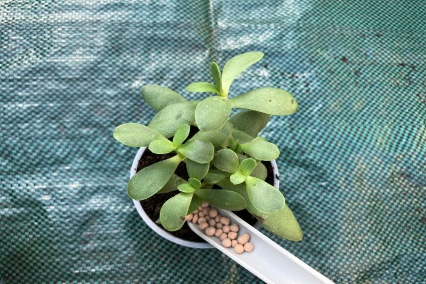 多肉植物好きの間で話題【セリアで110円！】〈スリムな土入れ〉実際に使ってみた！